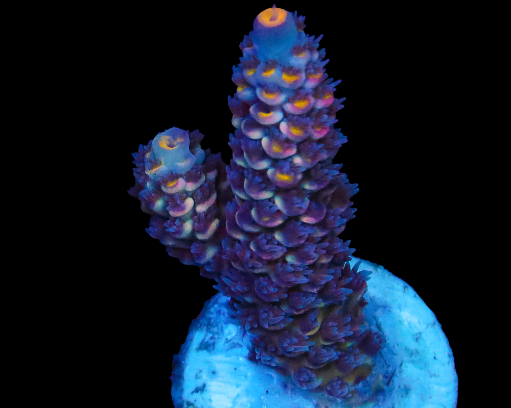 MALAYSIAN TENUIS