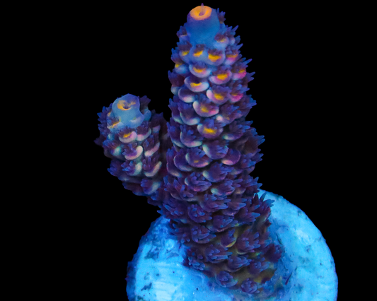 MALAYSIAN TENUIS
