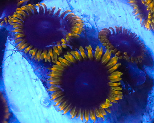 JOKER ZOAS