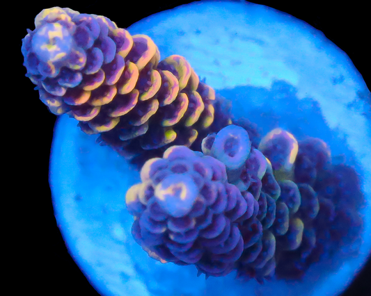 818'S WILLIES WONDER GRAFTED TENUIS