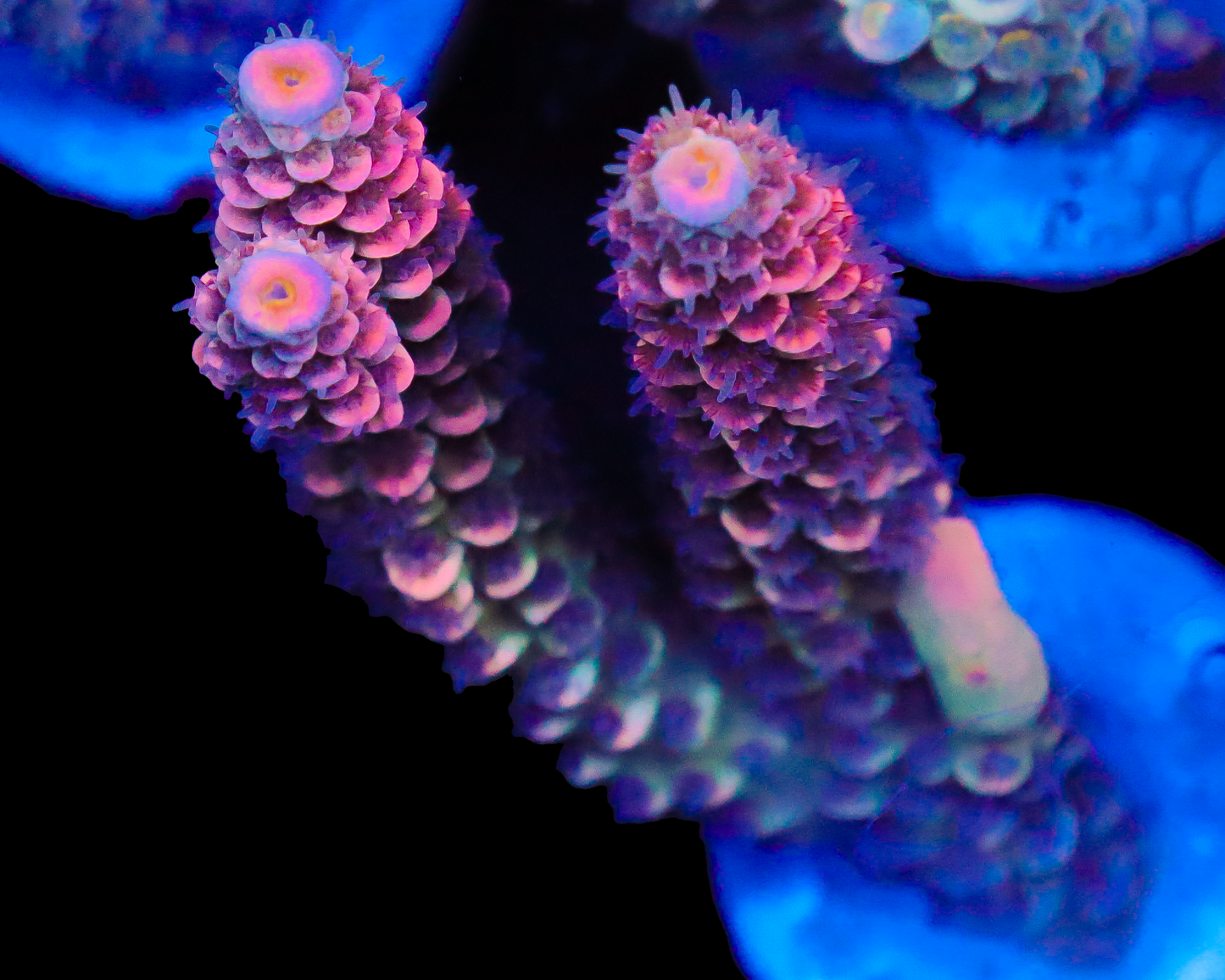 818'S STRAWBERRY SURFRIDER TENUIS