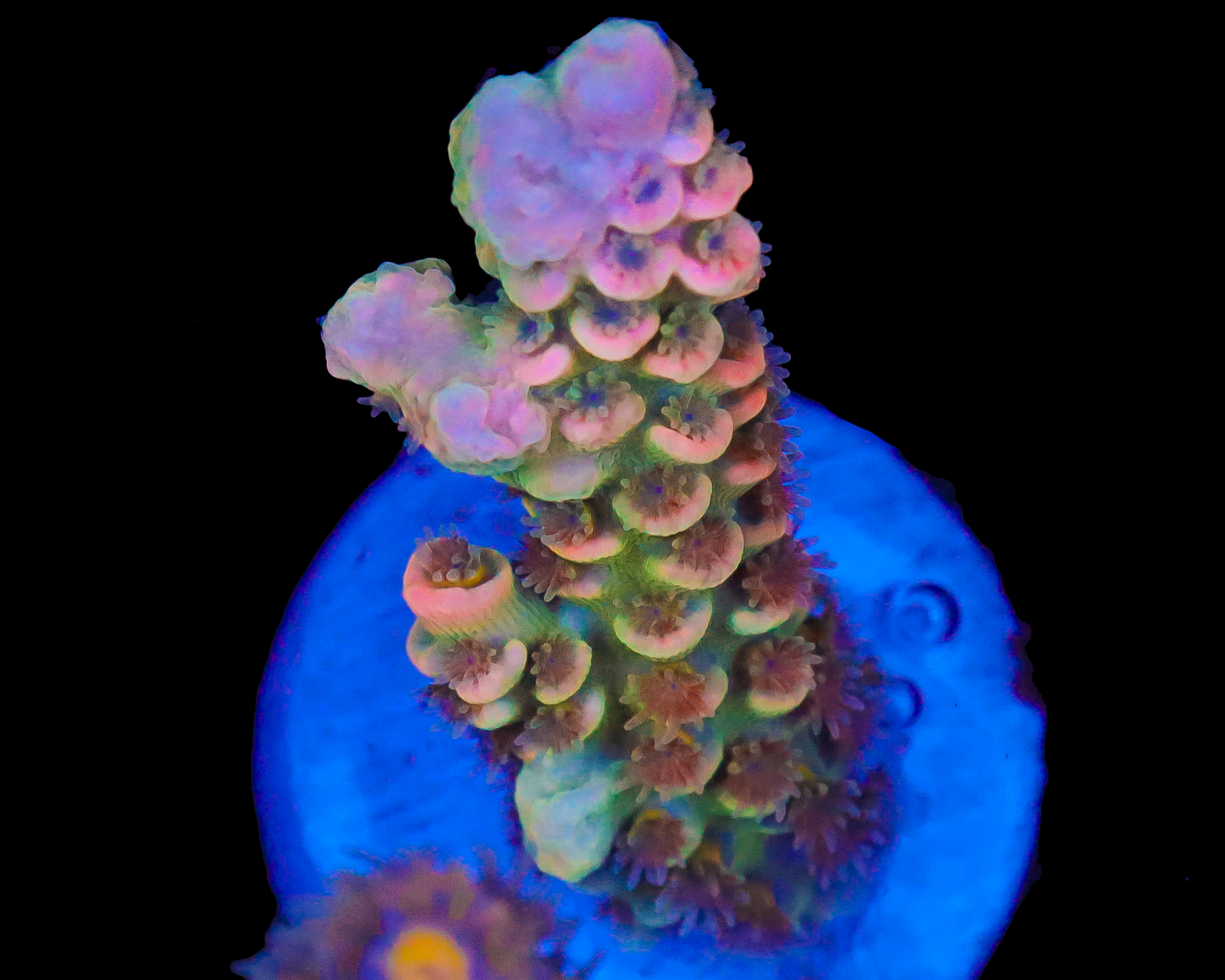 818'S AQUAMAN TENUIS