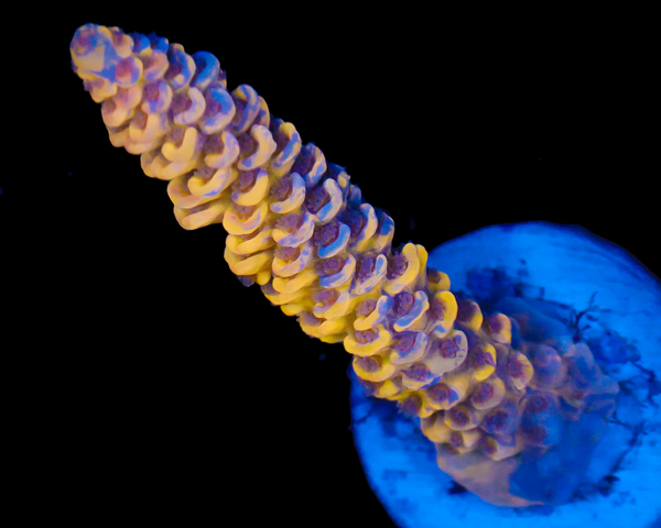 818'S BANANA SPLIT GRAFTED TENUIS