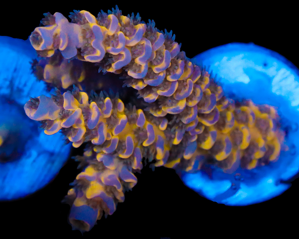 818'S WILLIES WONDER GRAFTED TENUIS VERY LIMITED