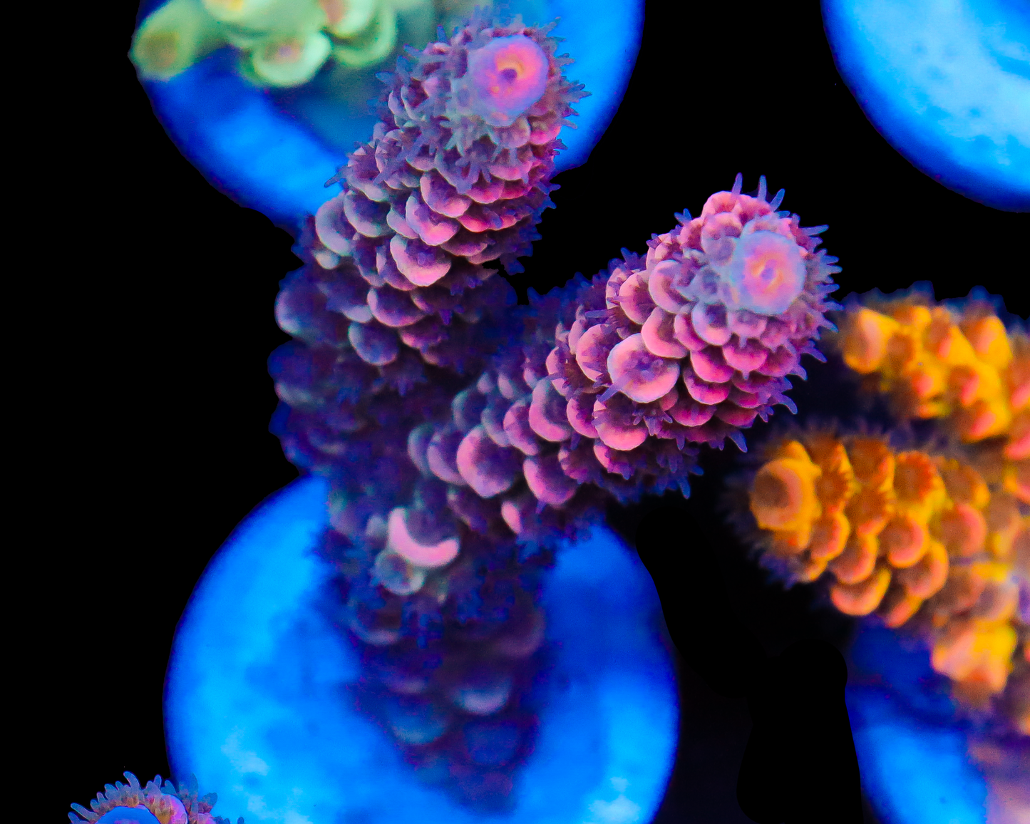 818'S STRAWBERRY SURFRIDER TENUIS