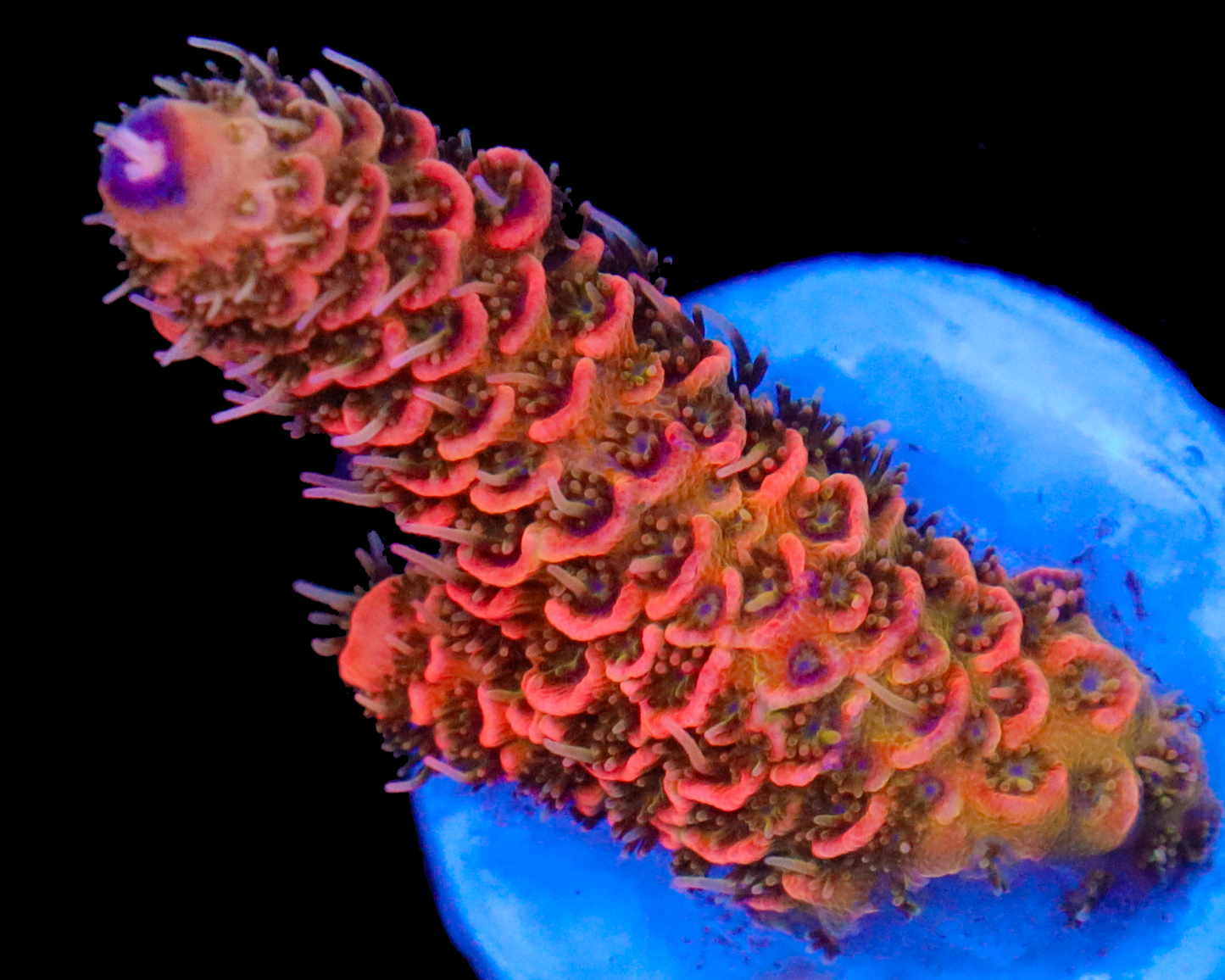 818'S ORANGE JULIUS MILLIE