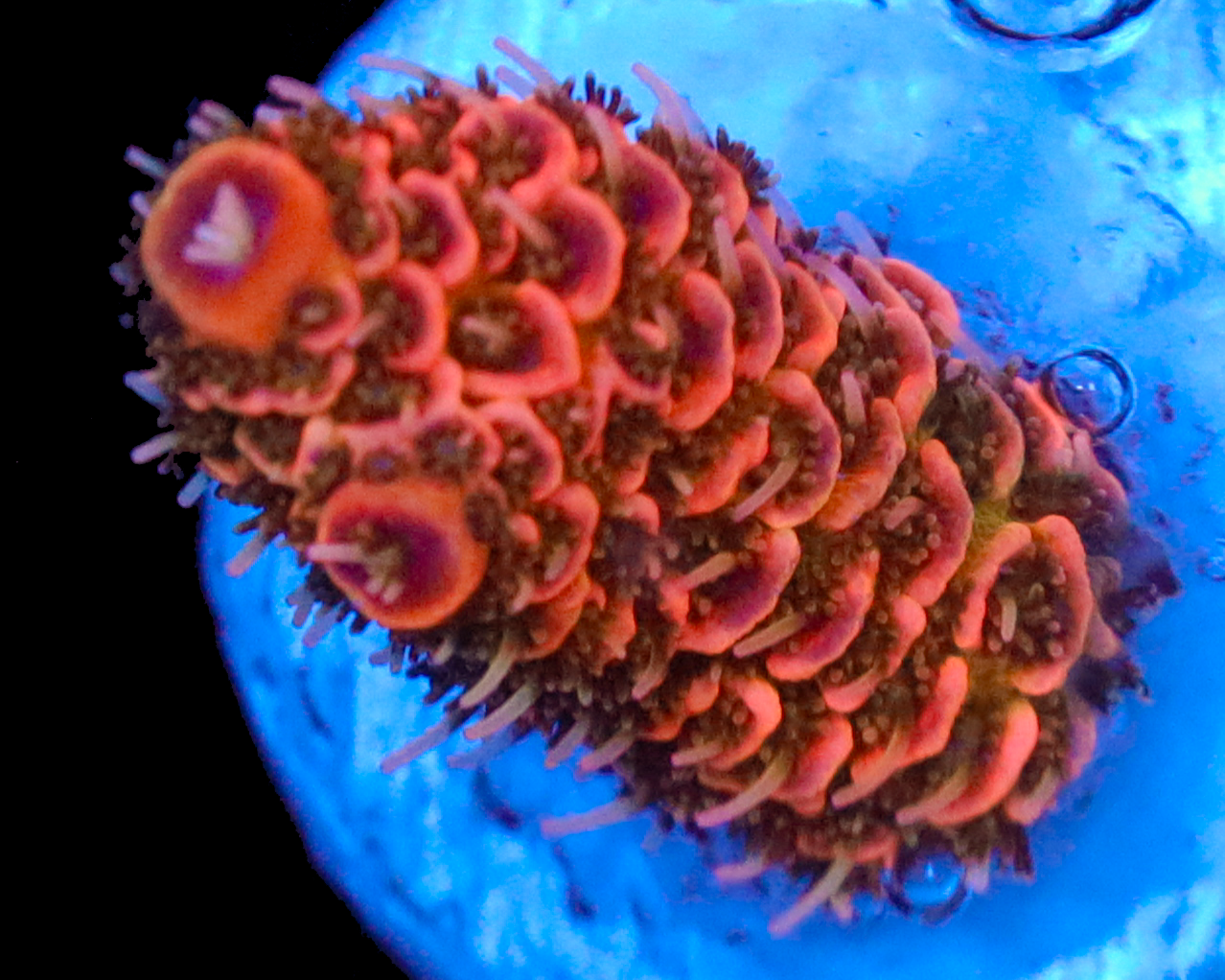 818'S ORANGE JULIUS MILLIE