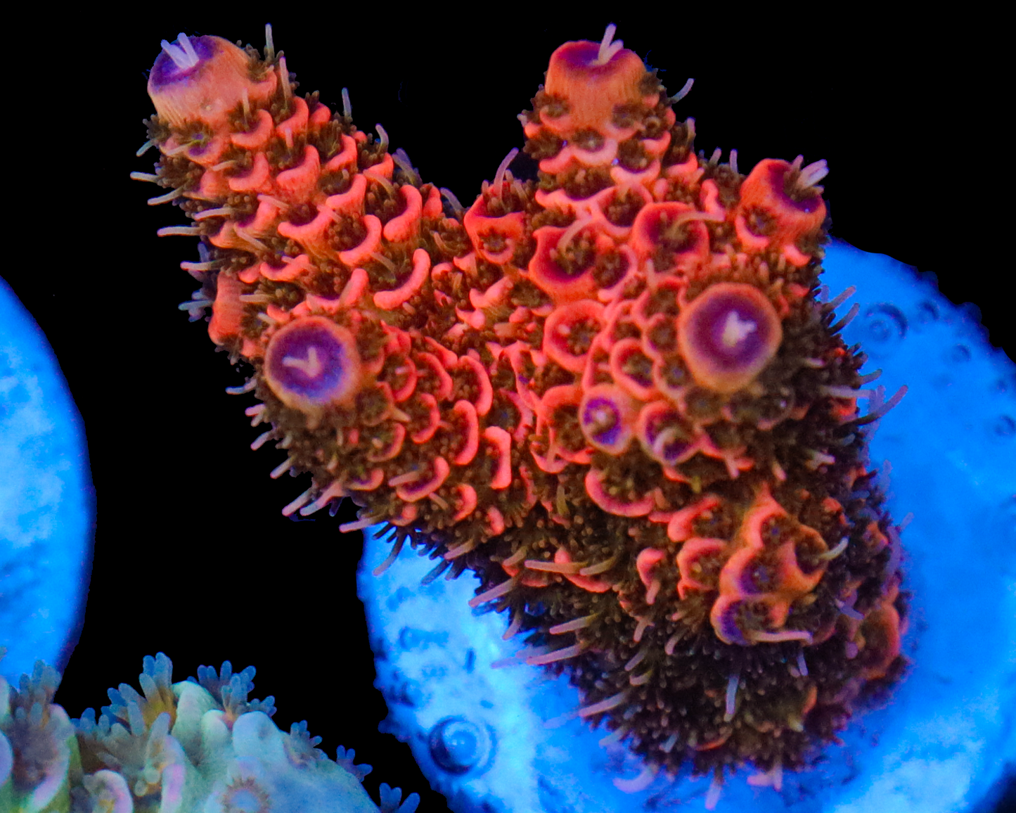 818'S ORANGE JULIUS MILLIE