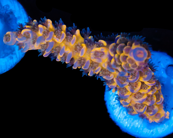 818'S WILLIES WONDER GRAFTED TENUIS SUPER LIMITED