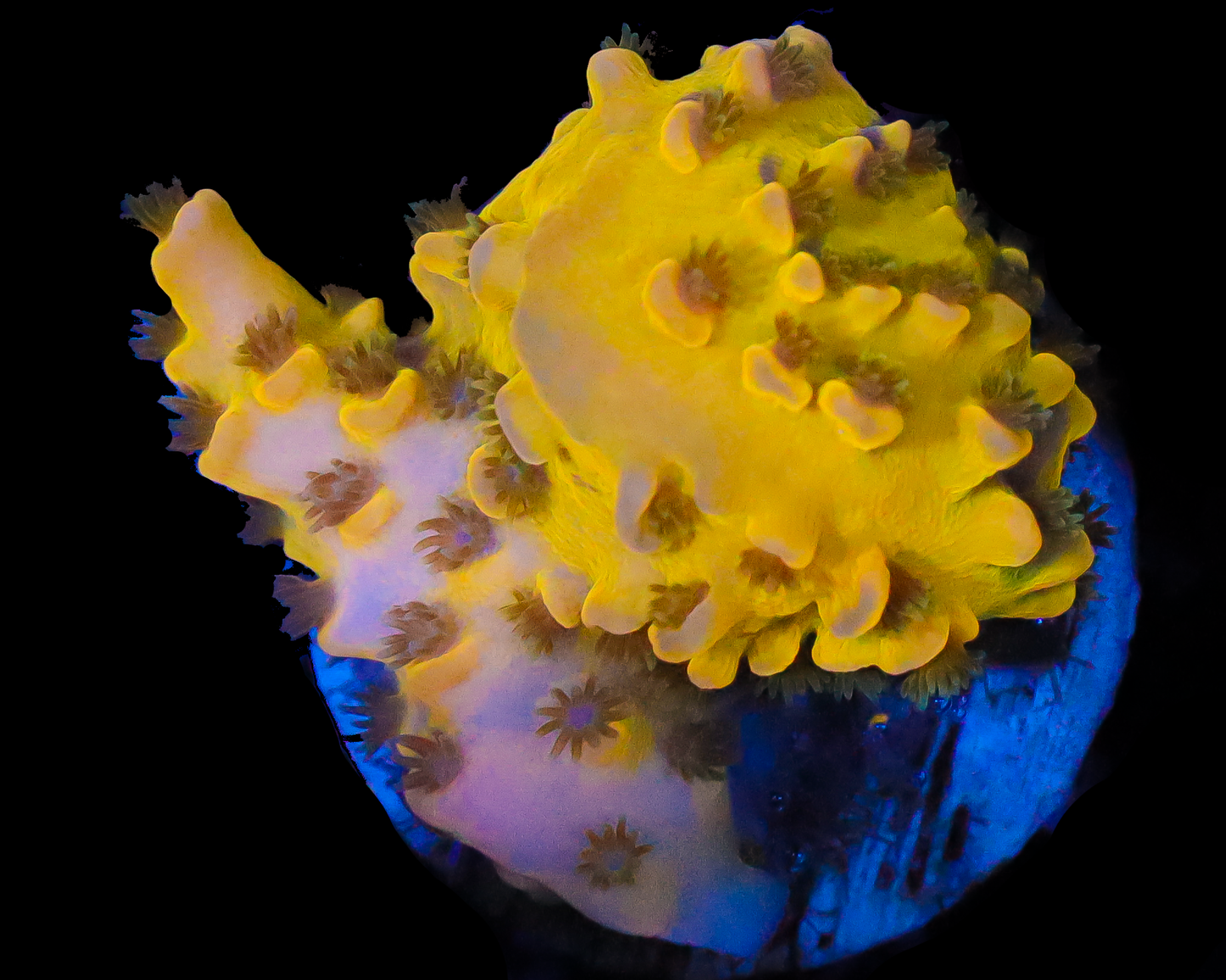 818'S FREAK SHOW ENCRUSTMENT