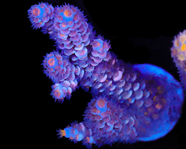 818'S CRAZY 8 TENUIS