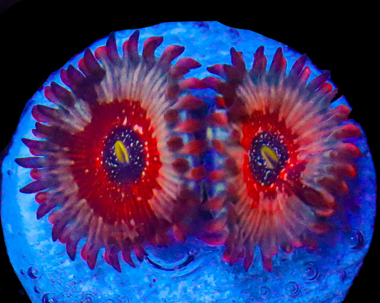 WHITE ZOMBIE ZOAS