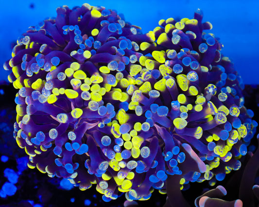 SPLATTER BRANCHING HAMMER