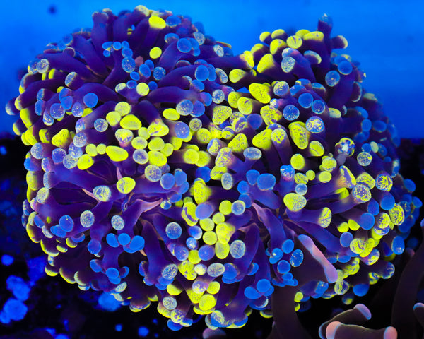 SPLATTER BRANCHING HAMMER