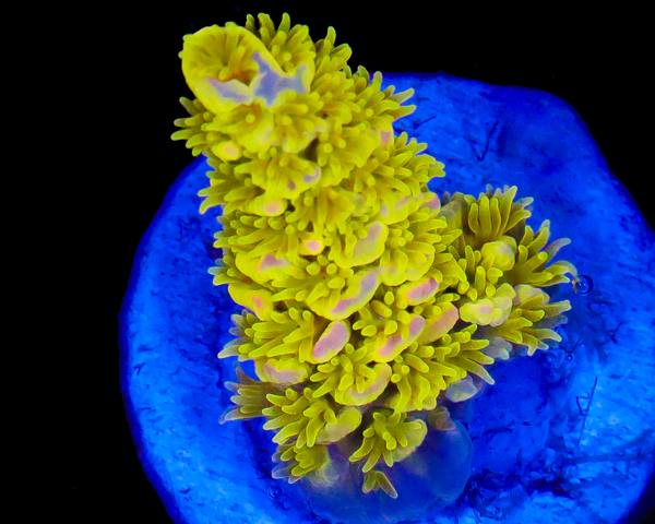 818'S AFTERMATH TENUIS AQUACULTURED