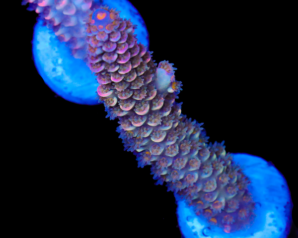 NEW RELEASE MALAYSIAN TENUIS