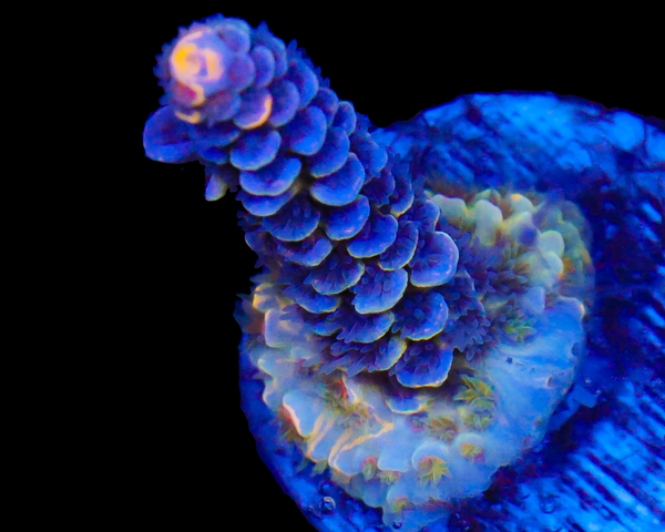 818'S WILLIES WONDER SMALL PERFECT GRAFTED