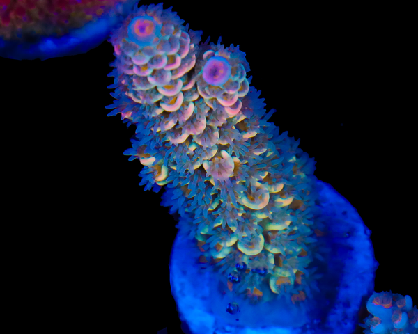 NEW RELEASE MALAYSIAN TENUIS