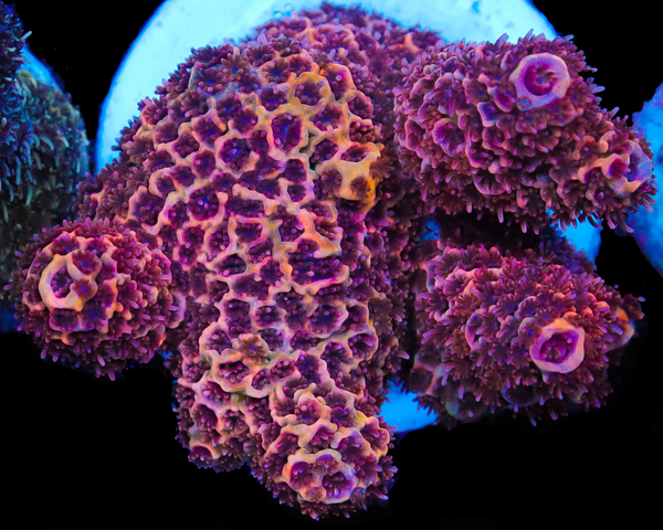 818'S JAWBREAKER MILLIE XL FRAG CULTURED