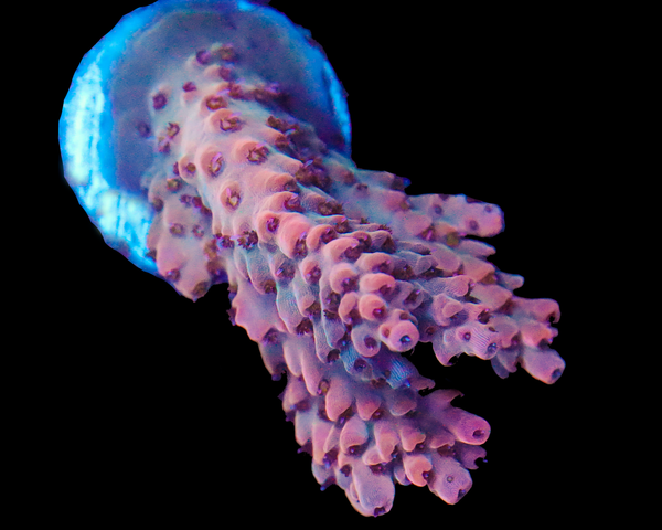 818'S PINK ORCHID ACRO