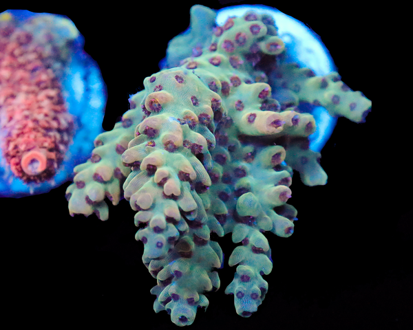 818'S MINTY FRESH ACRO CHUNKY