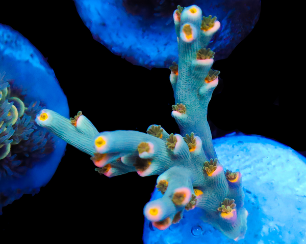 818'S BLUE SUEDE SPECIOSA