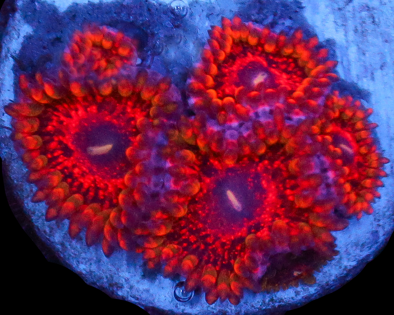 FLAMING MOHICIAN ZOAS