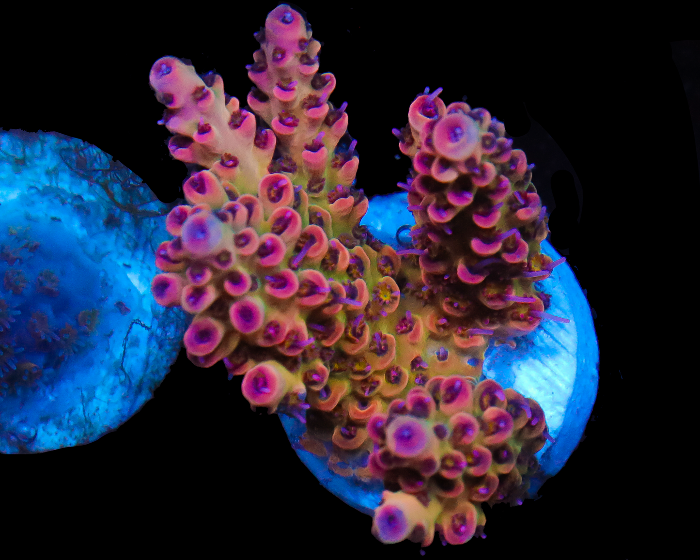 818'S FIREBALL ACRO CHUNKY