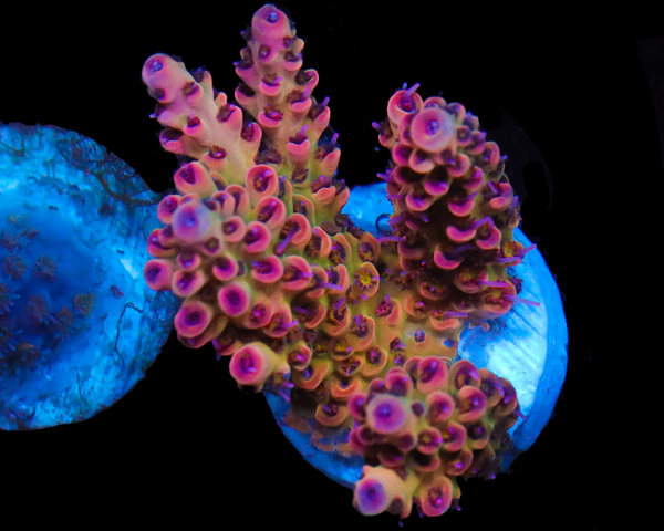 818'S FIREBALL ACRO CHUNKY