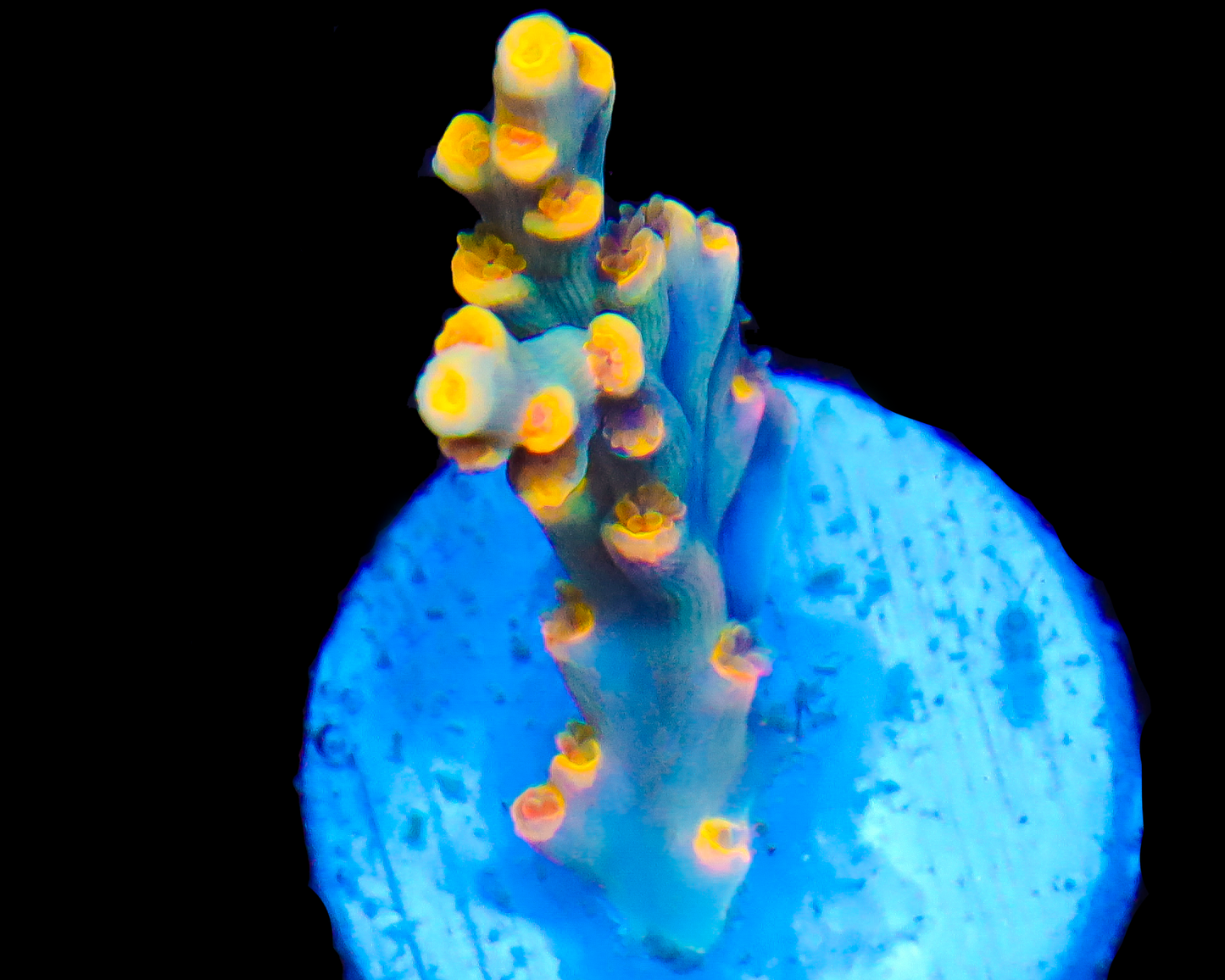 818'S CANDY JACK SPECIOSA