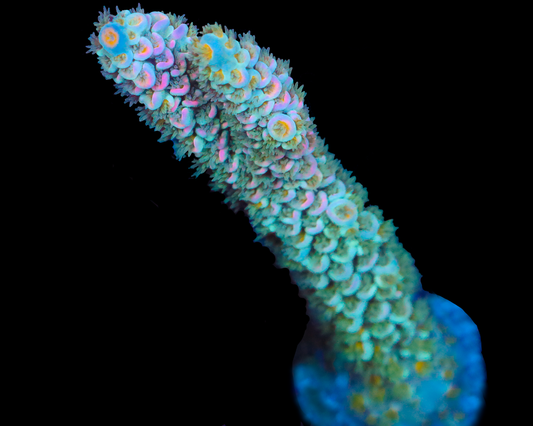 818'S BLUE FLAME TENUIS BIG CHUNK