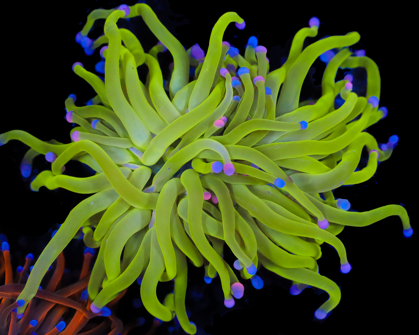 COTTON CANDY MALAYSIAN TORCH