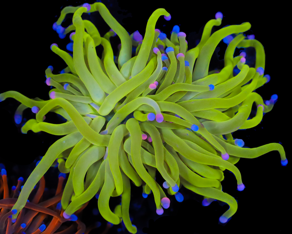 COTTON CANDY MALAYSIAN TORCH