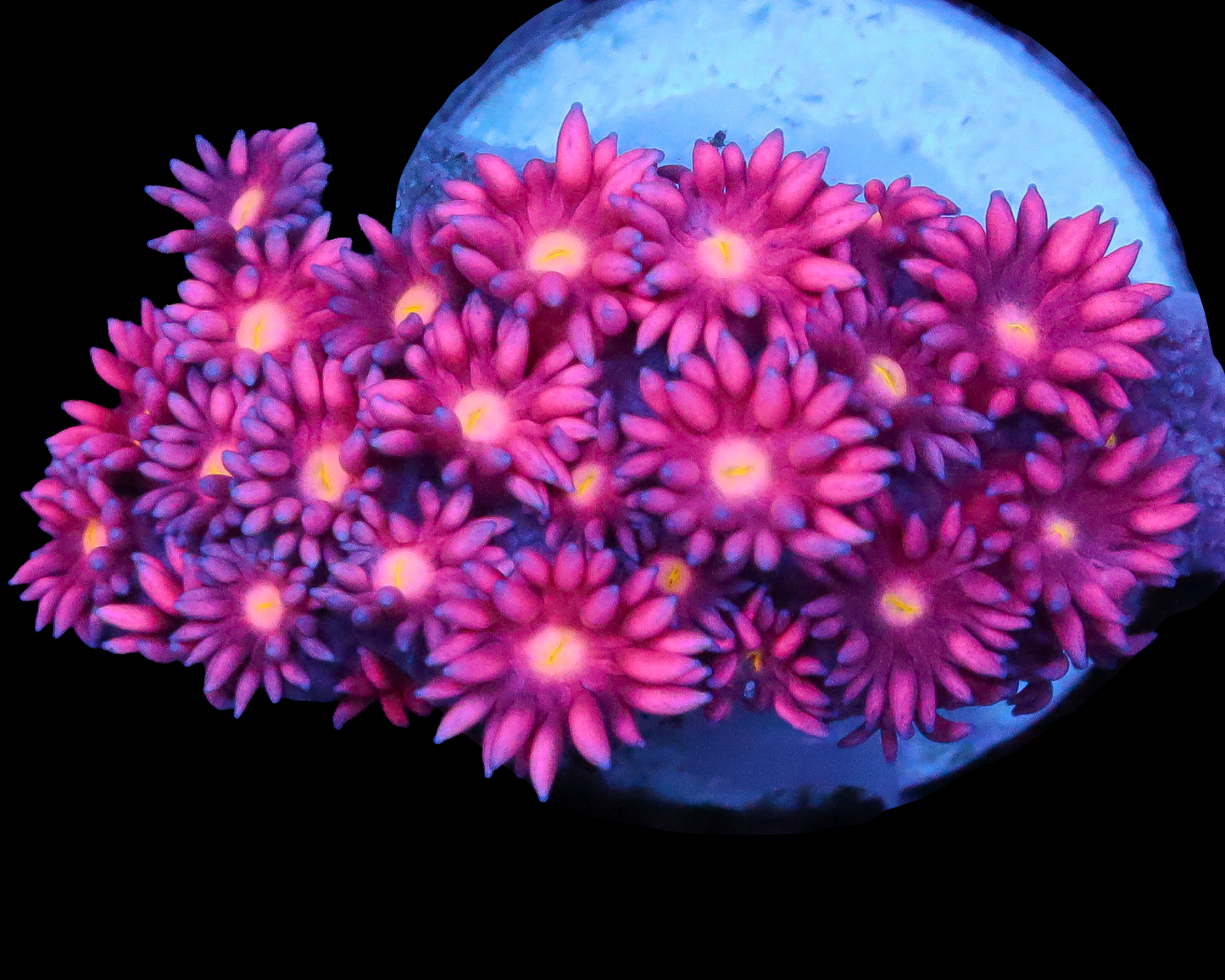 818'S SWEETLIPS GONI