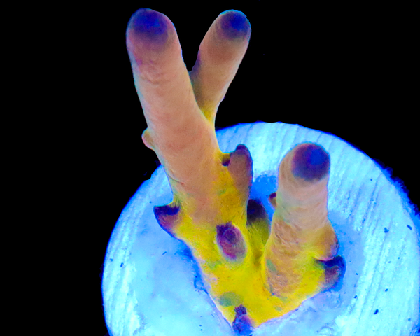 818'S WILDSIDE LOKANI NEW RELEASE