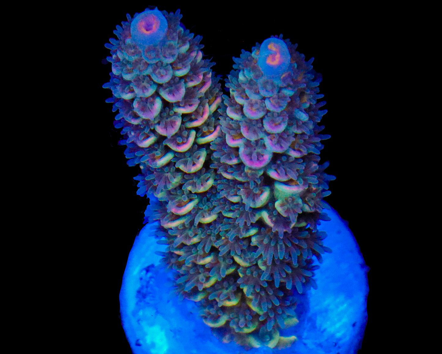 NEW RELEASE MALAYSIAN TENUIS