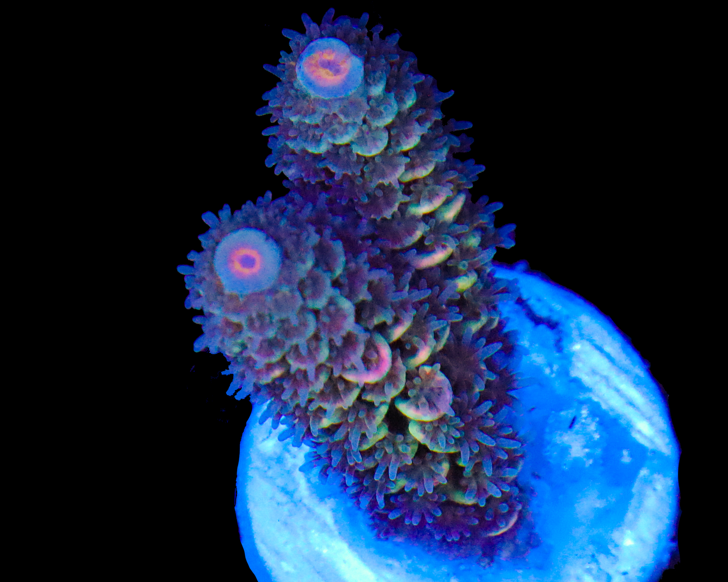 NEW RELEASE MALAYSIAN TENUIS