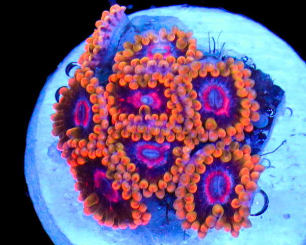 MIND TRICK ZOAS