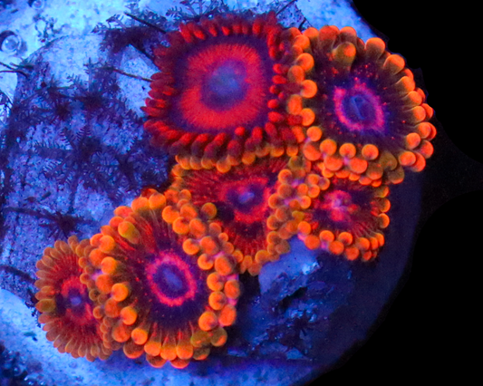 MIND TRICK ZOAS