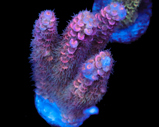 818'S PINK PUNCH TENUIS MINI COLONY