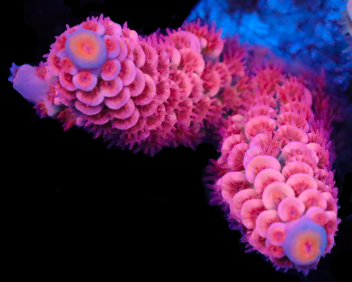 818'S PINK FLAMINGO NEW RELEASE