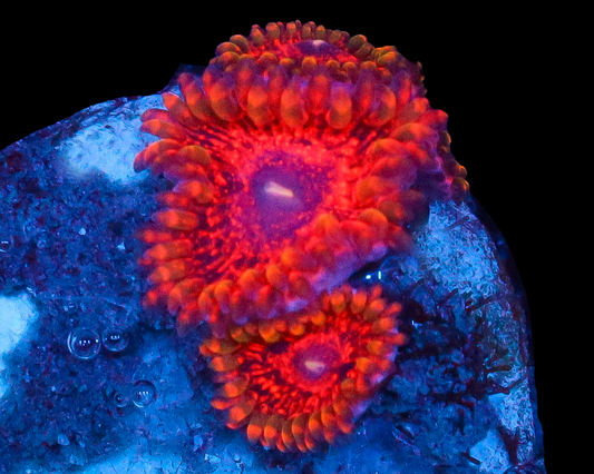 FLAMING MOHICIAN ZOAS 4 POLYP
