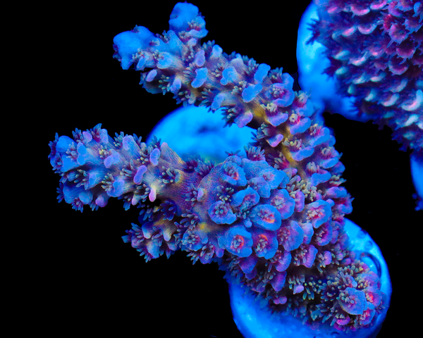 818'S SIN CITY CHUNK AQUACULTURED