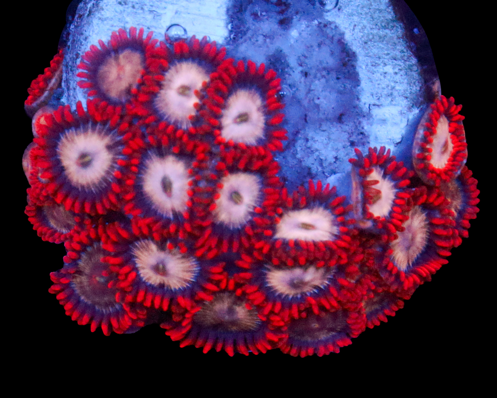 MULTICOLOR ZOAS