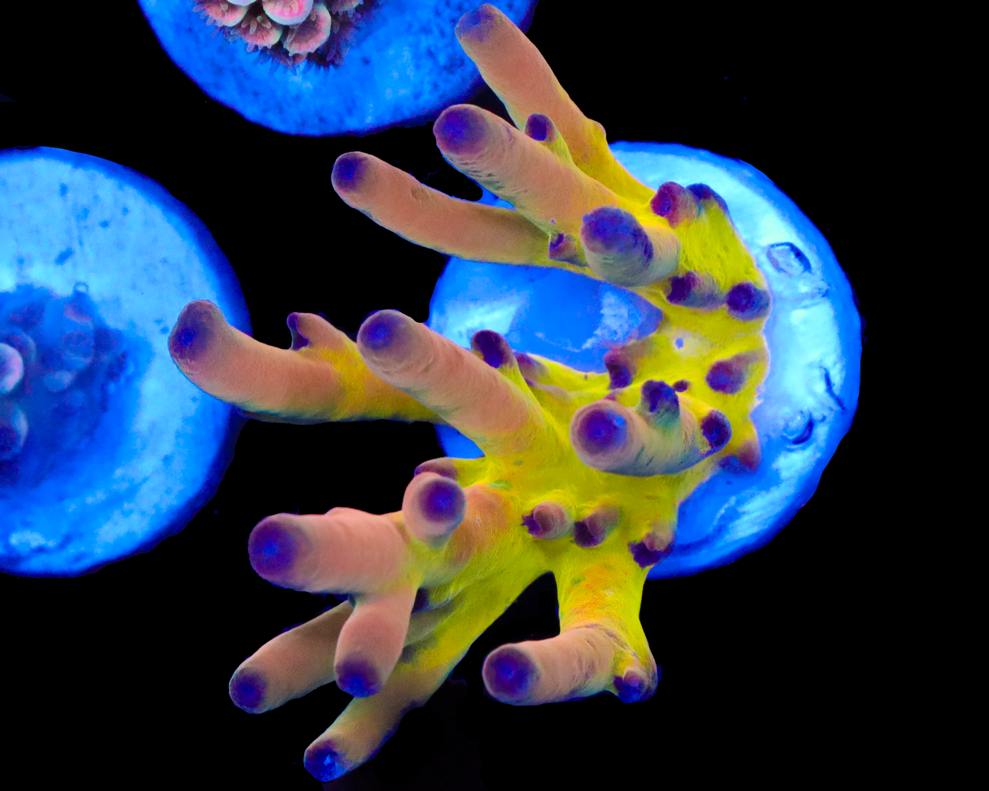 818'S WILDSIDE LOKANI NEW RELEASE