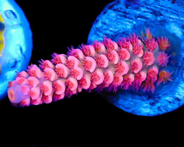 818'S PINK FLAMINGO NEW RELEASE