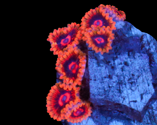 MIND TRICK ZOAS