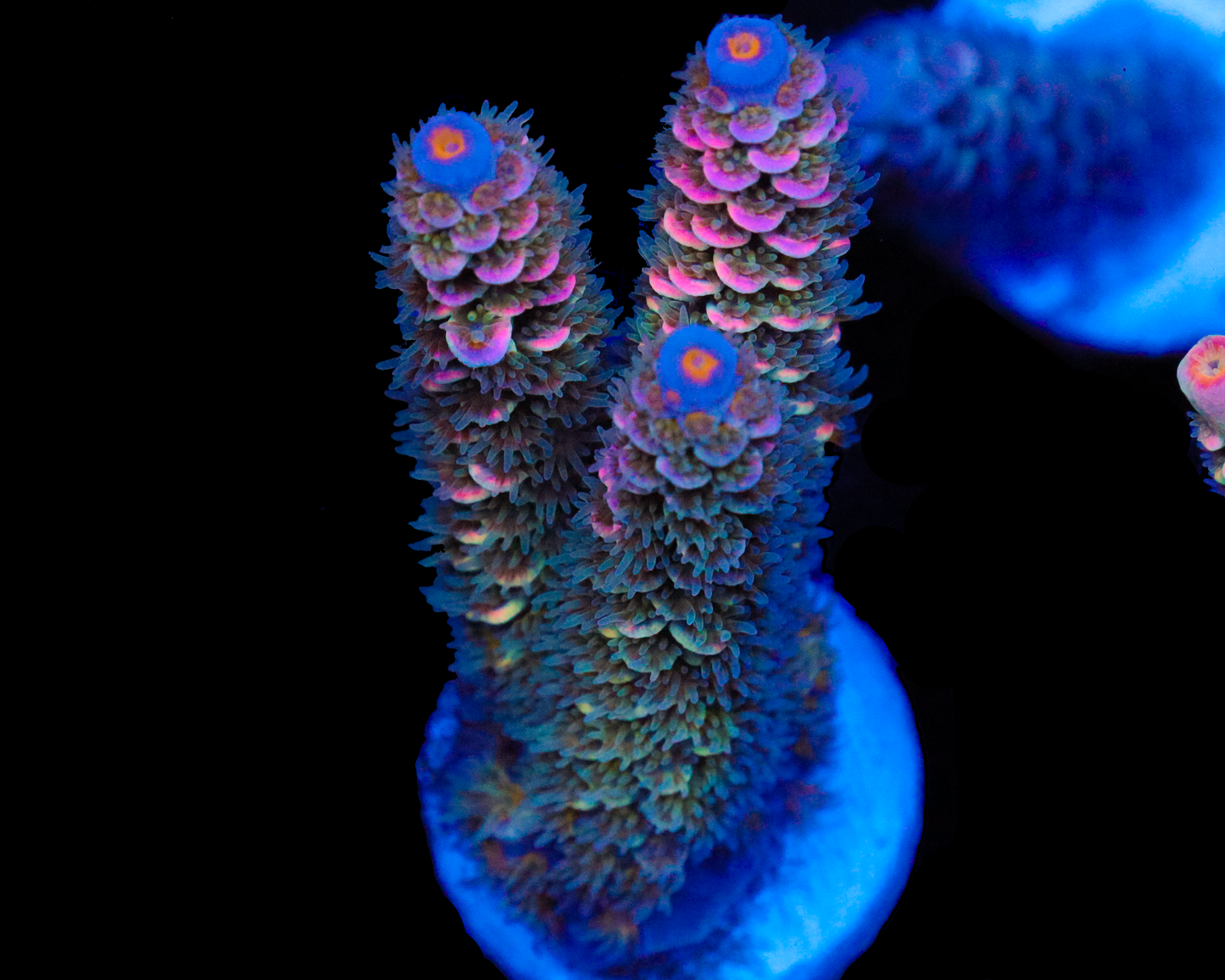 818'S SPACE CADET TENUIS NEW RELEASE