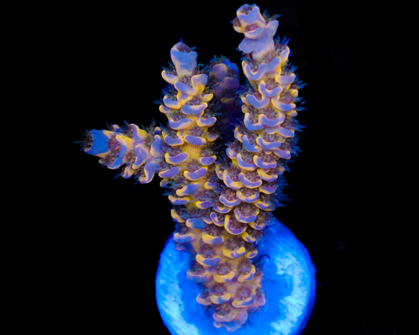 818'S WILLIES WONDER GRAFTED TENUIS