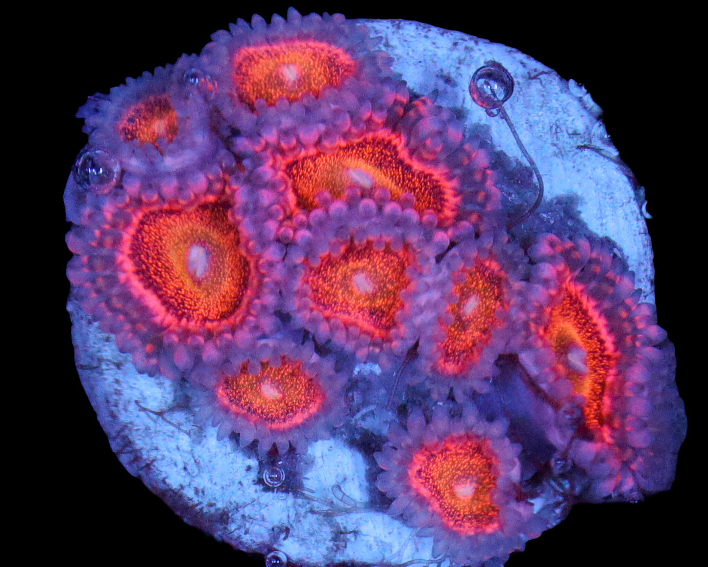 MOWHAWK ZOAS